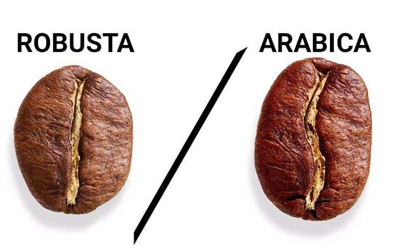 11 điểm phân biệt giữa 2 dòng cà phê Robusta và Arabica