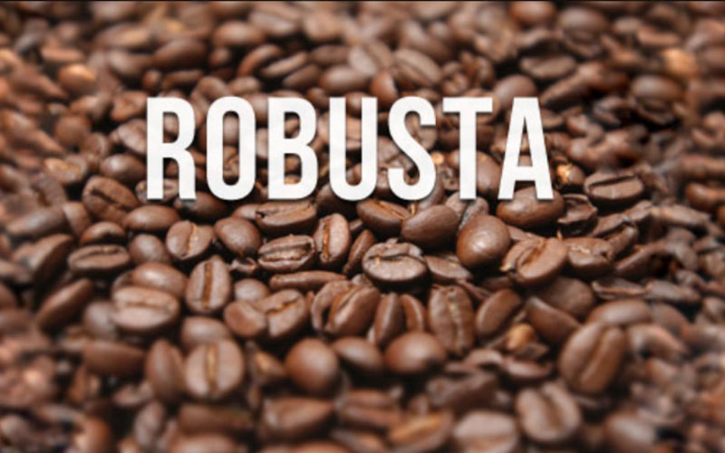 Cafe Robusta Là Gì? Hương Vị Như Thế Nào?