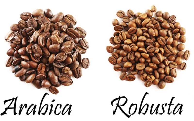 Phân biệt cà phê Robusta và cà phê Arabica