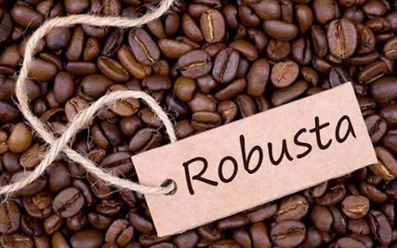 Robusta có vị cafe hơi đắng, gắt