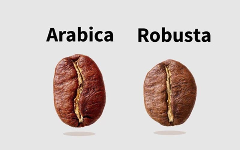 kiểu dáng cafe robusta và arabica