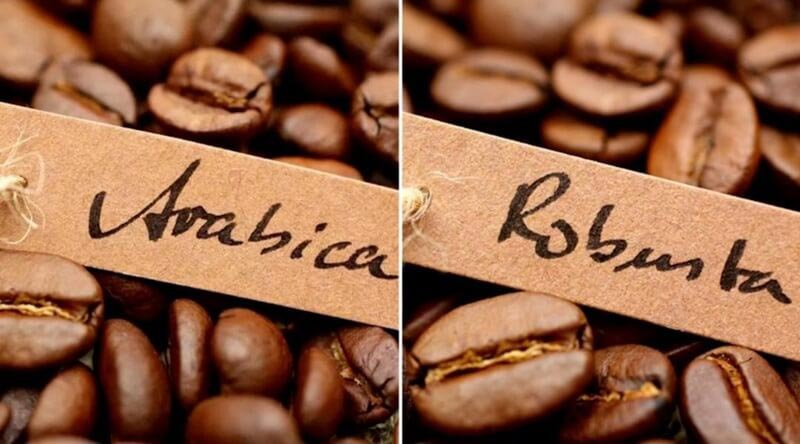 Hàm lượng CGA ở Robusta và 7 - 10% và ở Arabica là 5,5 - 8%