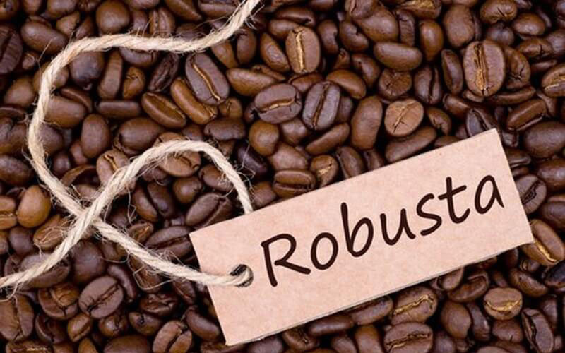 Robusta loại cafe ngon phổ biến nhất